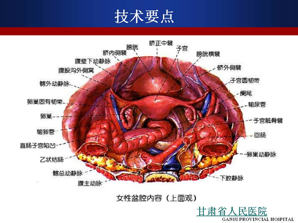 女性盆腔淋巴结图片